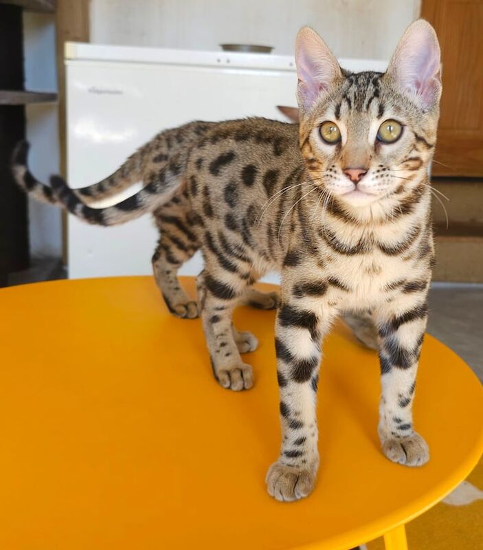 Bengal kittens for sale in Llandeilo, Dyfed – 6 months old