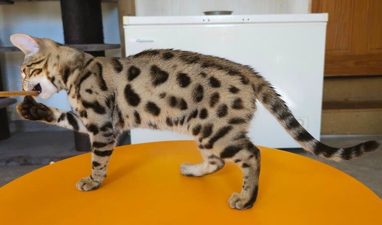 Bengal kittens for sale in Llandeilo, Dyfed – 6 months old - Image 2 of 3