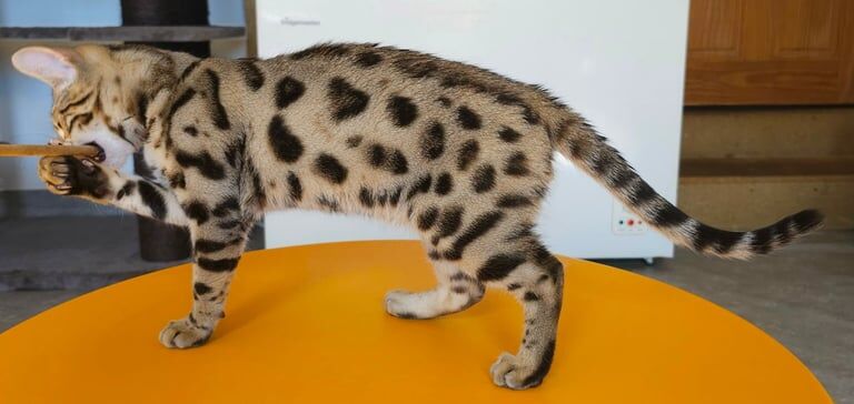 Bengal kittens for sale in Llandeilo, Dyfed – 6 months old - Image 3 of 3