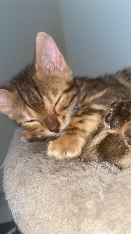 Bengal Kittens For Sale