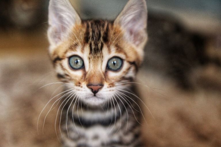 Bengal kittens for sale in Cheltenham, Gloucestershire – 3 months old