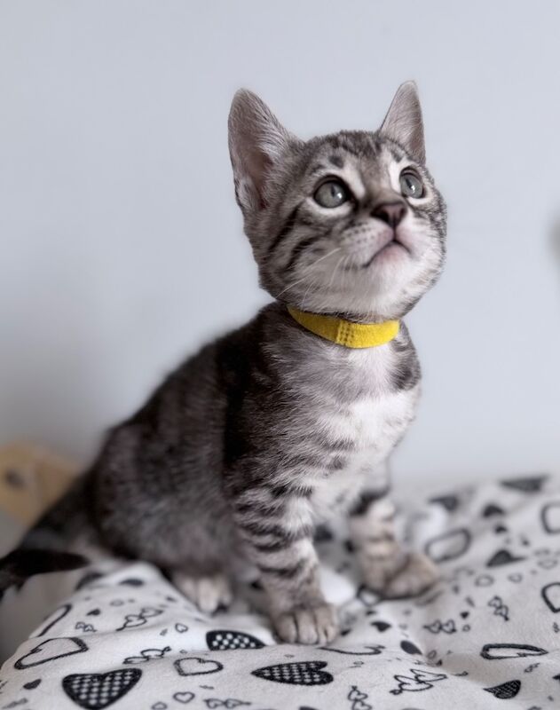 Exceptional Silver, Blue & Brown Bengal Kittens Available