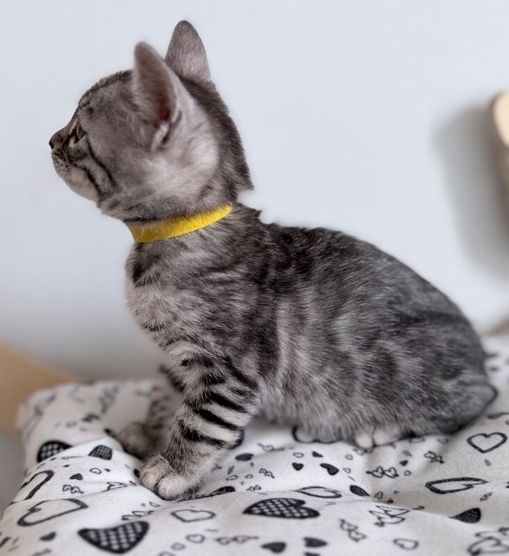 Exceptional Silver, Blue & Brown Bengal Kittens Available - Image 2 of 15