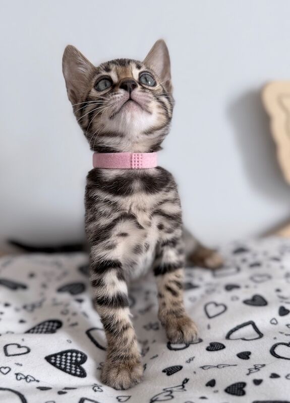 Exceptional Silver, Blue & Brown Bengal Kittens Available - Image 3 of 15