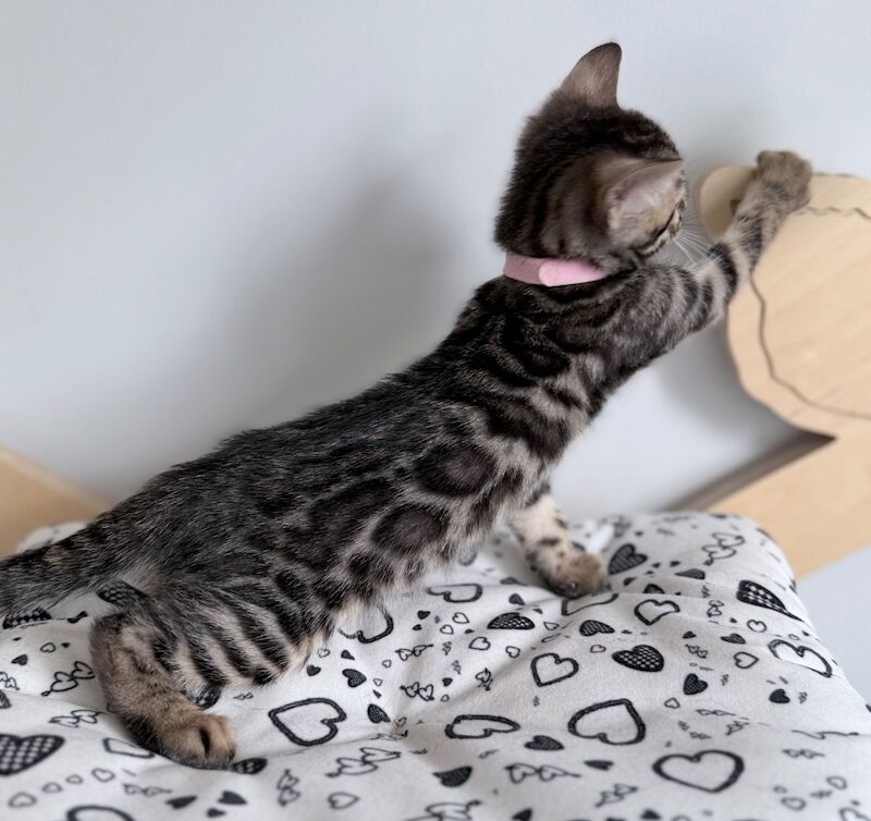Exceptional Silver, Blue & Brown Bengal Kittens Available - Image 4 of 15