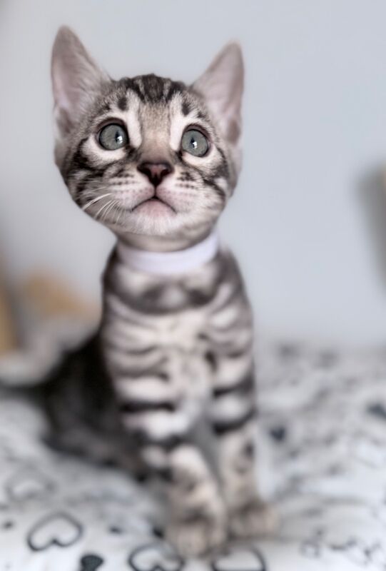 Exceptional Silver, Blue & Brown Bengal Kittens Available - Image 5 of 15