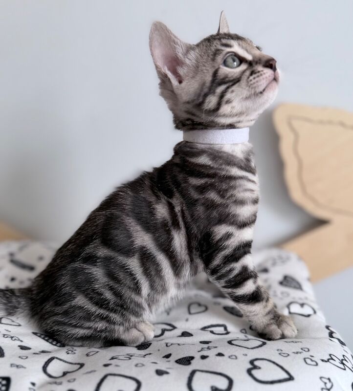 Exceptional Silver, Blue & Brown Bengal Kittens Available - Image 6 of 15