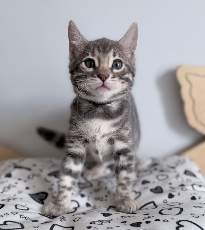 Exceptional Silver, Blue & Brown Bengal Kittens Available - Image 7 of 15