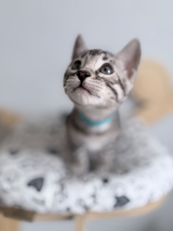 Exceptional Silver, Blue & Brown Bengal Kittens Available - Image 8 of 15