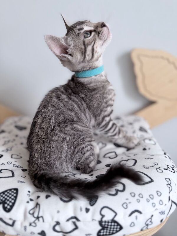 Exceptional Silver, Blue & Brown Bengal Kittens Available - Image 9 of 15