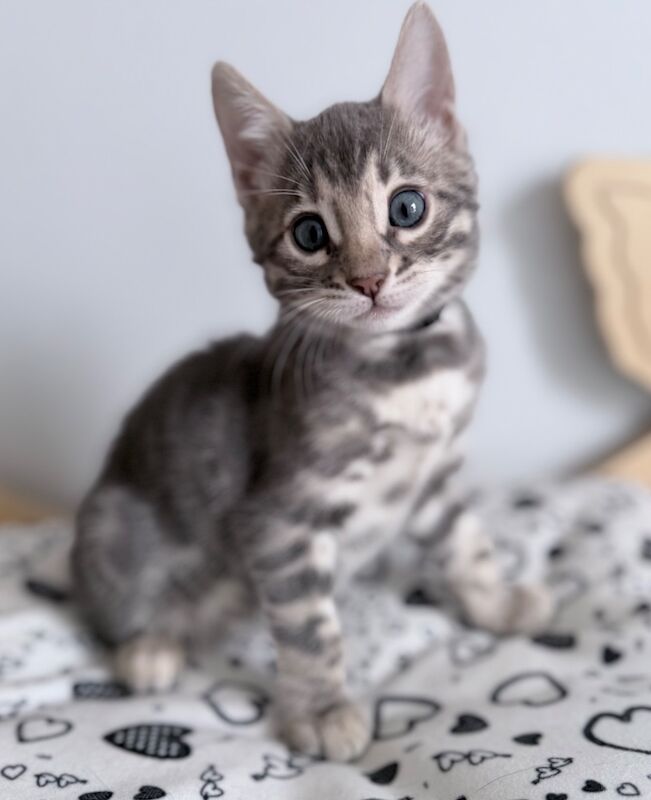 Exceptional Silver, Blue & Brown Bengal Kittens Available - Image 10 of 15