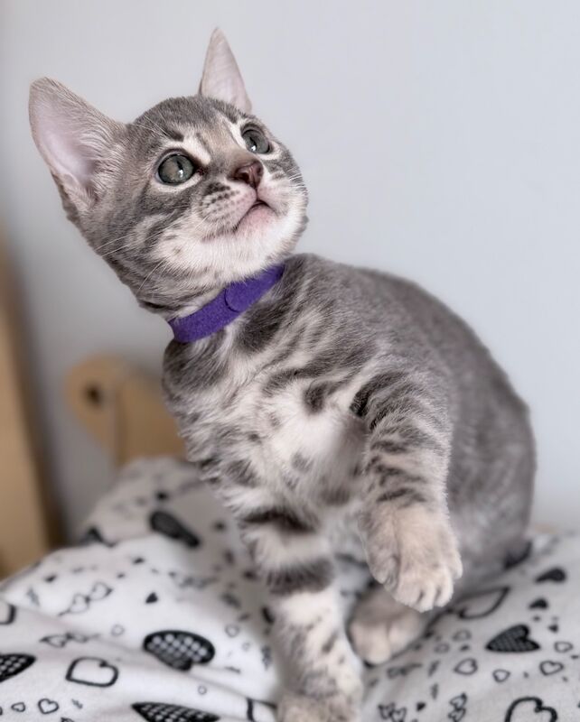 Exceptional Silver, Blue & Brown Bengal Kittens Available - Image 11 of 15