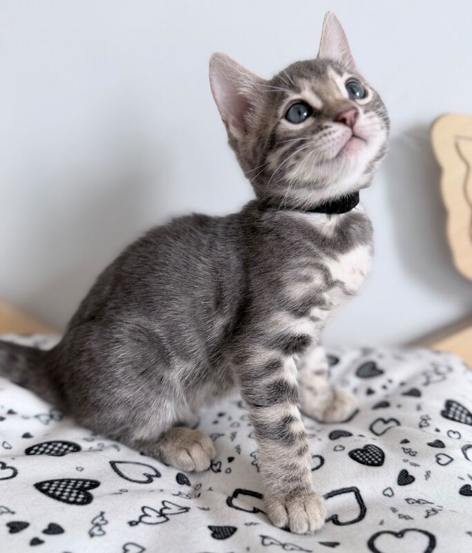Exceptional Silver, Blue & Brown Bengal Kittens Available - Image 12 of 15