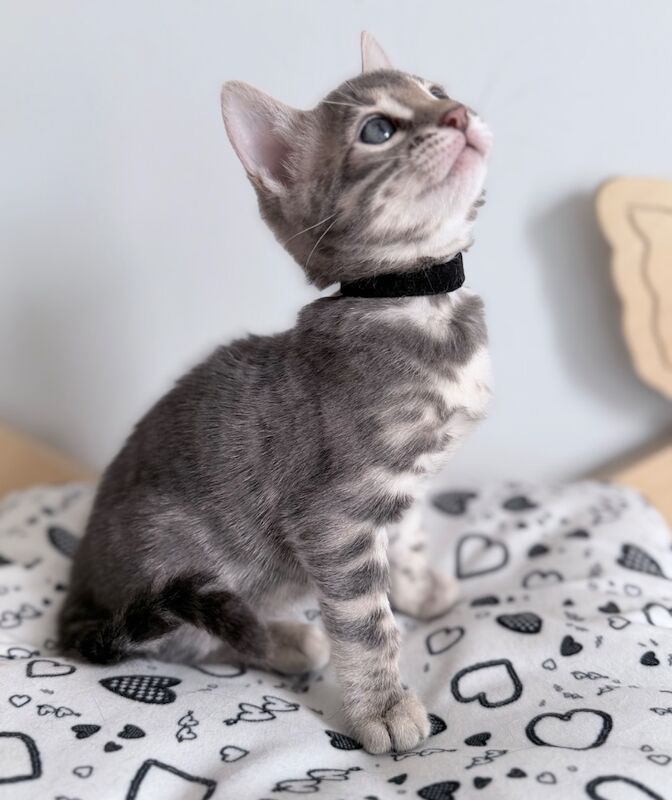 Exceptional Silver, Blue & Brown Bengal Kittens Available - Image 13 of 15