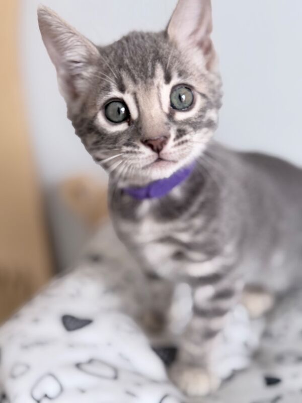 Exceptional Silver, Blue & Brown Bengal Kittens Available - Image 14 of 15