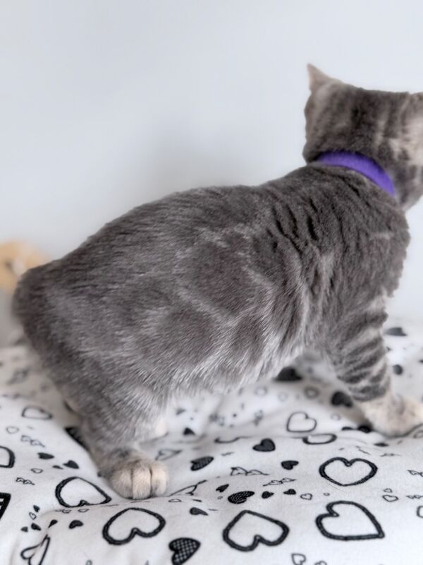 Exceptional Silver, Blue & Brown Bengal Kittens Available - Image 15 of 15