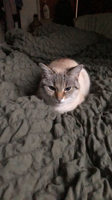 Bengal kittens for sale in Keighley, West Yorkshire – 3 years old - Image 3 of 3