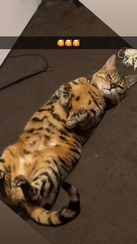 Bengal Kittens For Sale