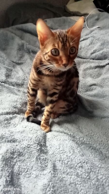 Bengal kittens for sale in Greater Manchester – 5 months old