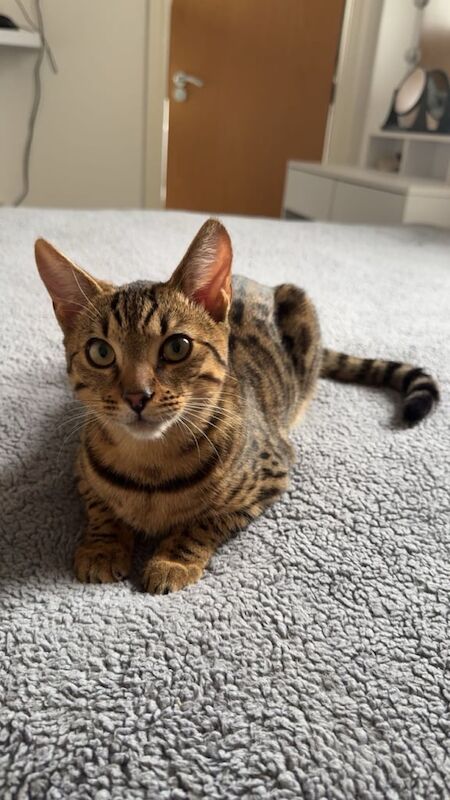 Bengal kittens for sale in Leeds, West Yorkshire – 6 months old