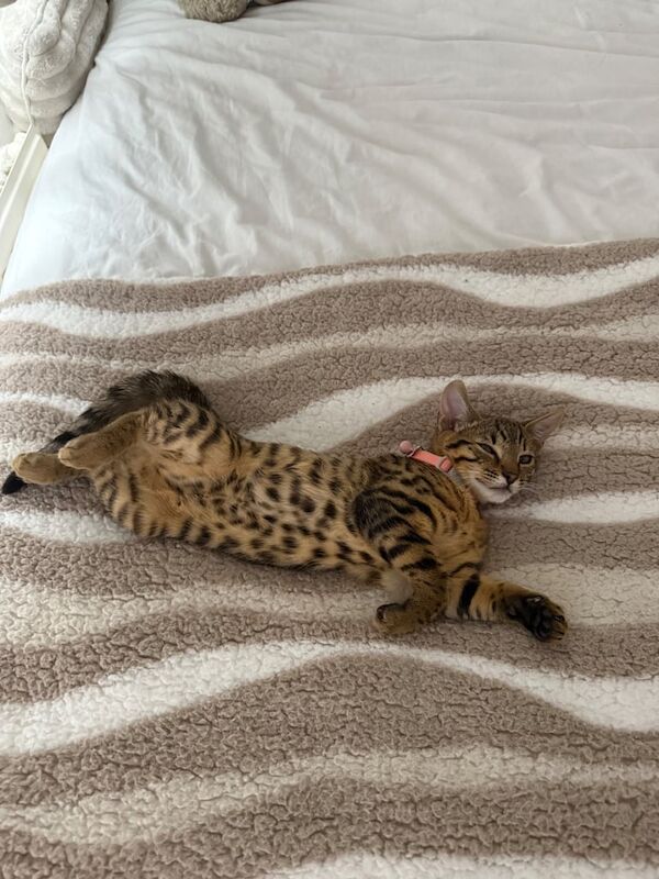 Bengal kittens for sale in Leeds, West Yorkshire – 6 months old - Image 2 of 5