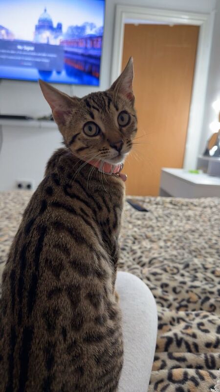 Bengal kittens for sale in Leeds, West Yorkshire – 6 months old - Image 4 of 5