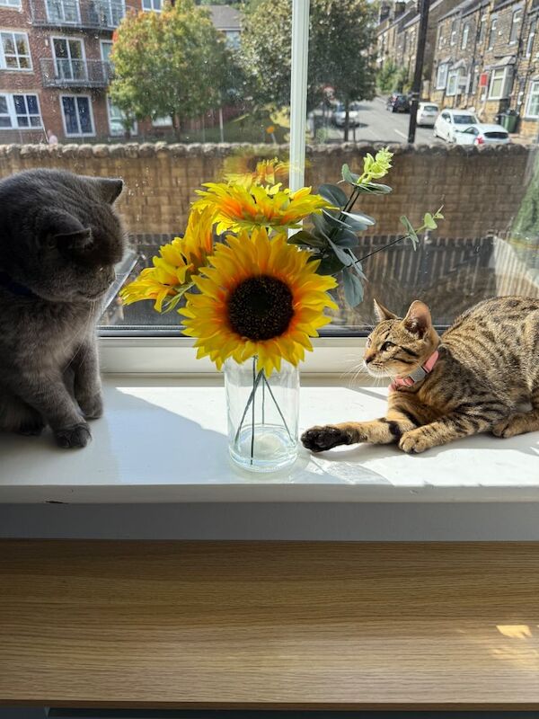 Bengal kittens for sale in Leeds, West Yorkshire – 6 months old - Image 5 of 5