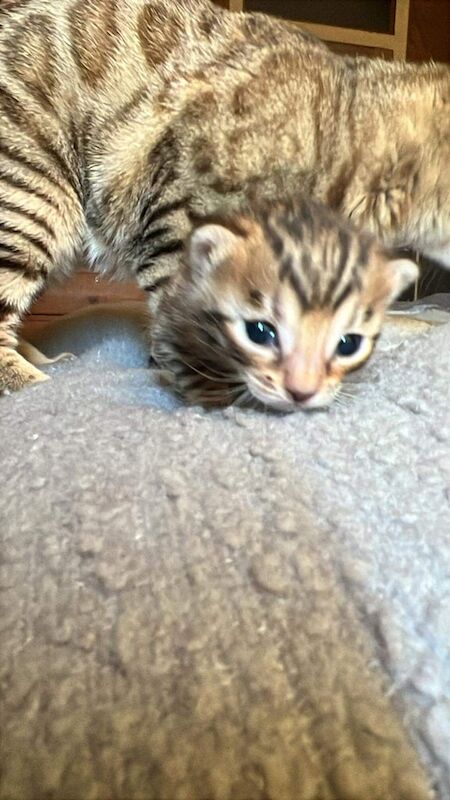 Female bengal kitten for sale in Shaftesbury, Dorset