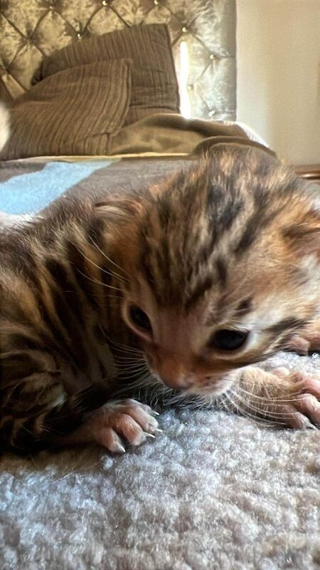 Female bengal kitten for sale in Shaftesbury, Dorset | Image 2