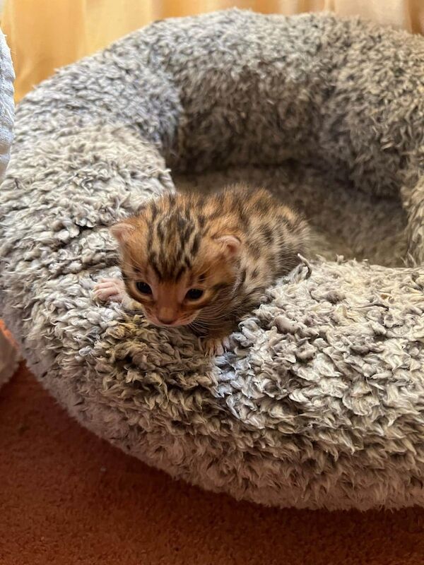 Female bengal kitten for sale in Shaftesbury, Dorset | Image 3