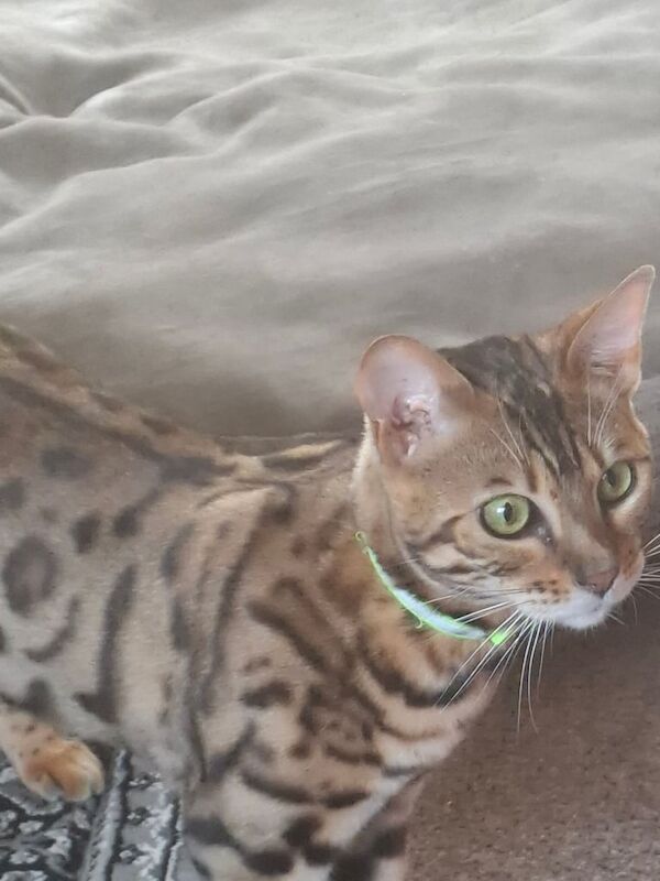 Bengal kittens for sale in Peterculter, City of Aberdeen – 11 months old