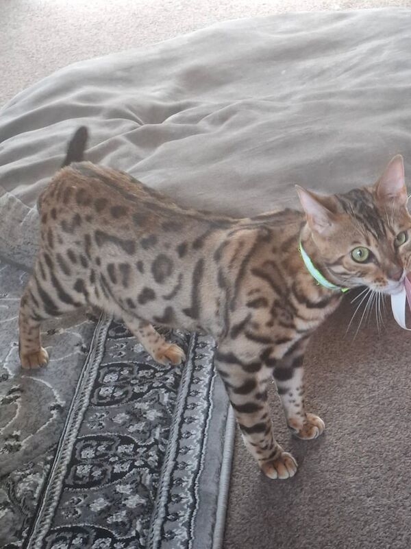 Bengal kittens for sale in Peterculter, City of Aberdeen – 11 months old - Image 2 of 3