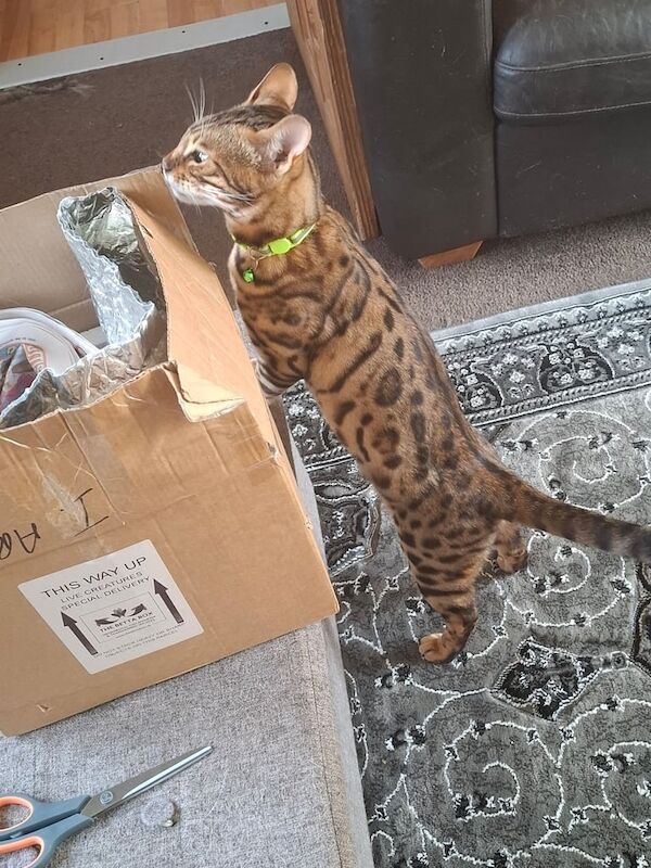 Bengal kittens for sale in Peterculter, City of Aberdeen – 11 months old - Image 3 of 3