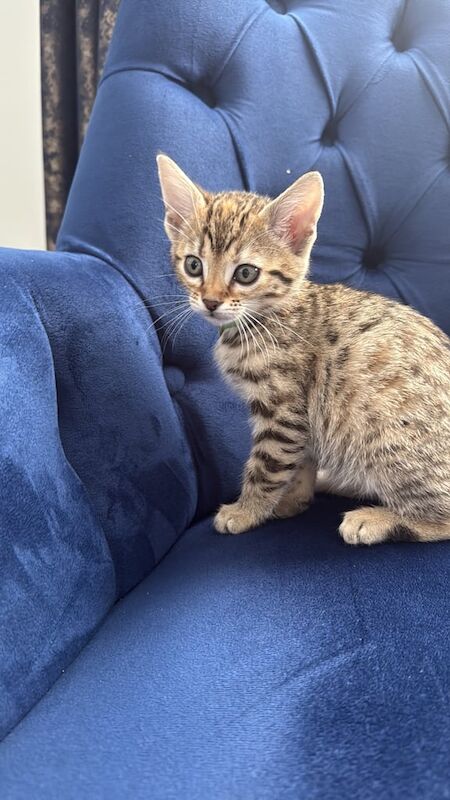 Female Bengal Kitten Ready For New Home for sale in Uxbridge, Greater London