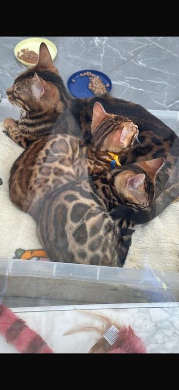 Bengal Kittens For Sale