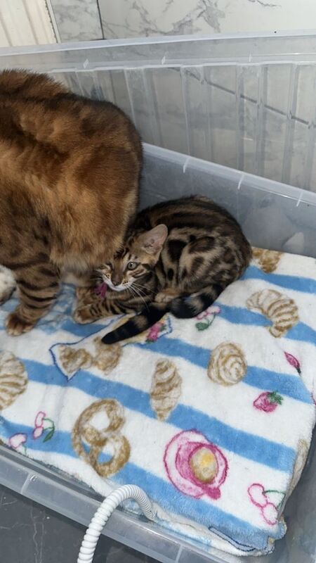 Female bengal kittens - Image 2 of 3