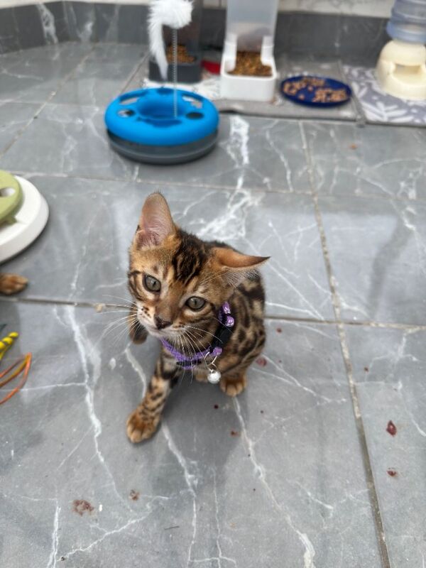 Female bengal kittens - Image 3 of 3