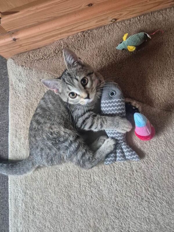 Bengal Kittens For Sale