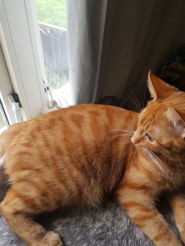 Female Kitten For Sale