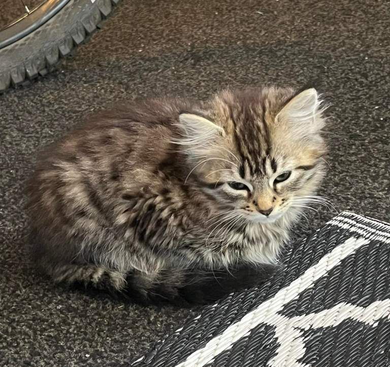 Bengal Kittens For Sale