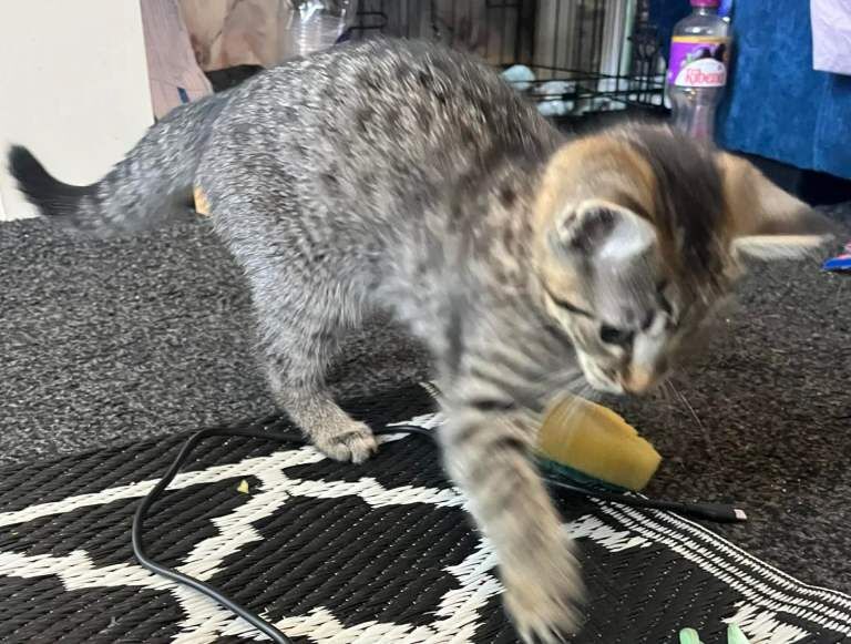 Female kittens - Image 2 of 3