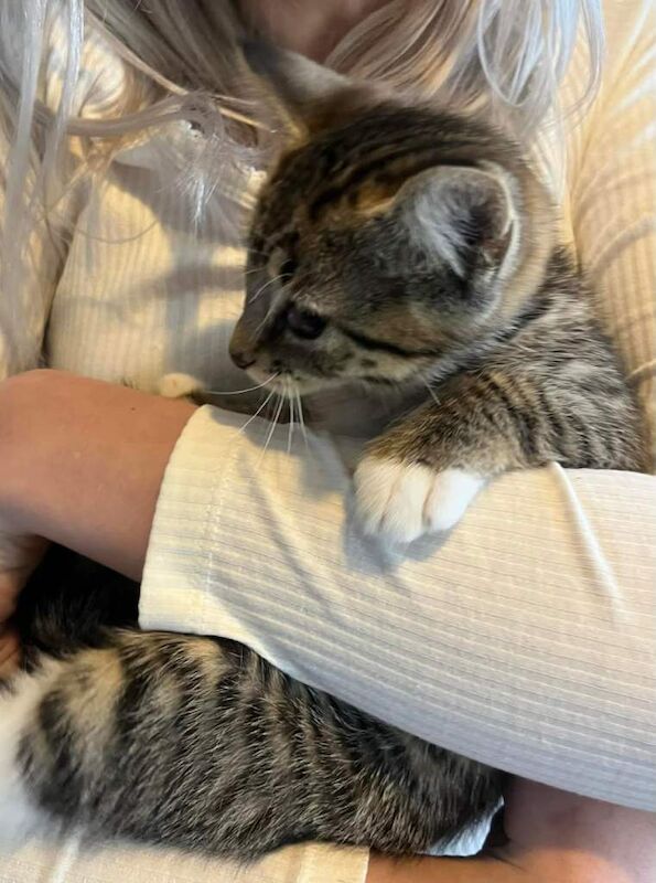 Female kittens - Image 3 of 3