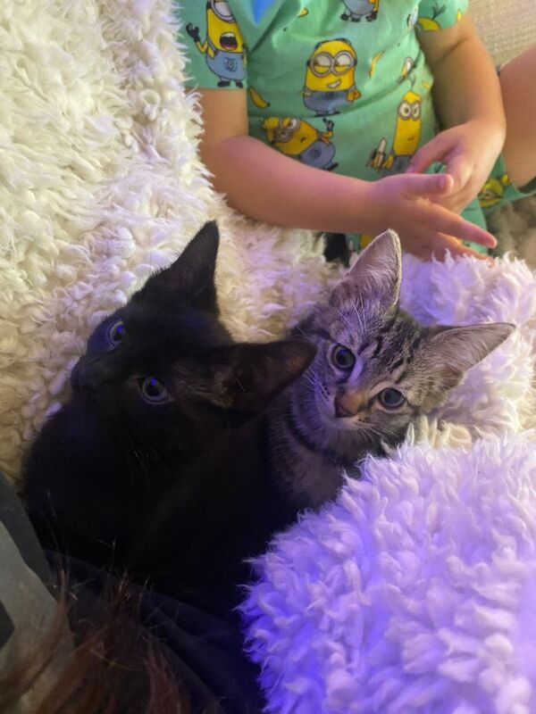 Bengal Kittens For Sale Under £300