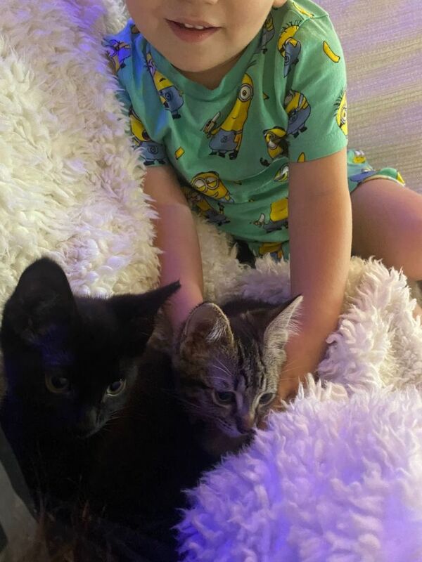 Female kittens - Image 2 of 3