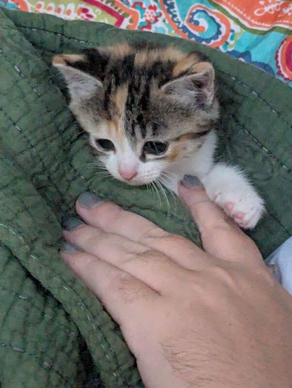 Bengal Kittens For Sale