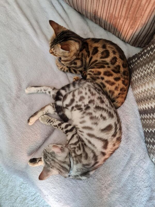 Bengal stud dog for stud in Ely, Cardiff – 2 years old - Image 3 of 4