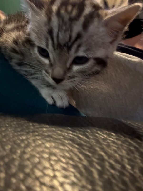 Bengal kittens for sale in Newmilns, Ayrshire and Arran – 7 weeks old