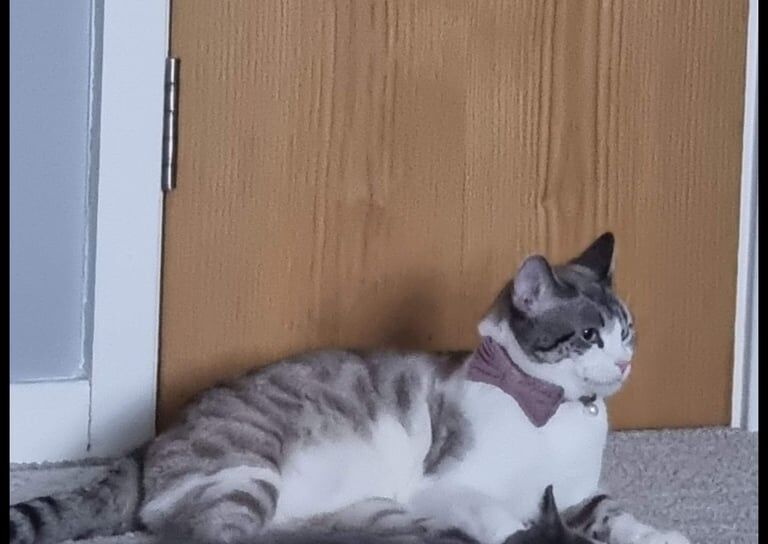 Bengal kittens for sale in Batley, West Yorkshire – 3 years old