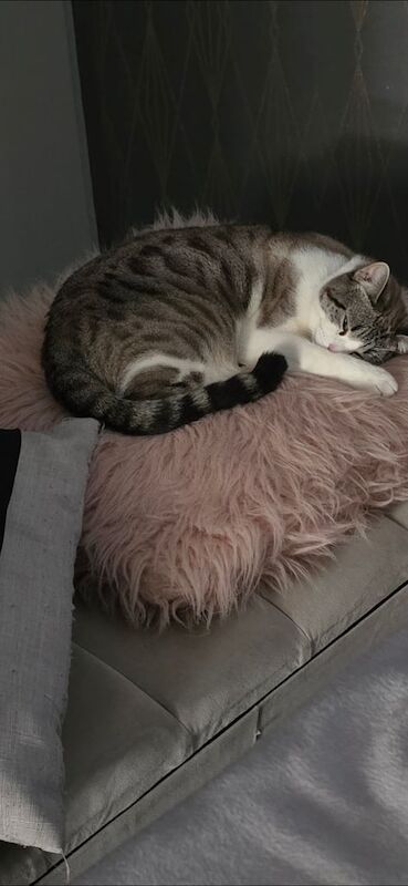 Bengal kittens for sale in Batley, West Yorkshire – 3 years old - Image 2 of 3