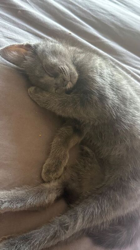 Females kittens
